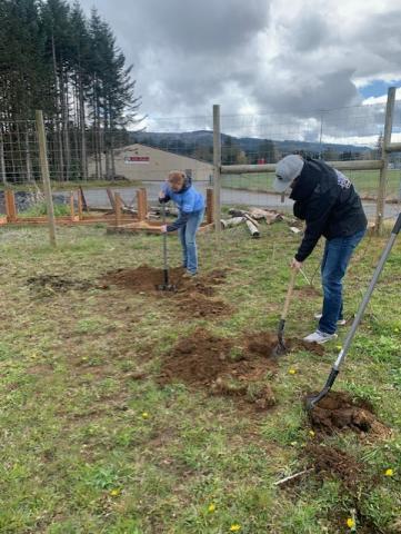 replanting blueberry bushes